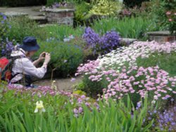 Taking pictures at Newby Hall gardens Wallpaper