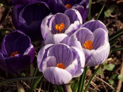 Patterned crocuses in my garden, Steeple Claydon, Bucks Wallpaper