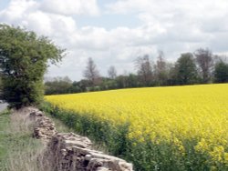 Oilseed Rape Wallpaper