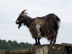 Longleat Sentinel Wallpaper