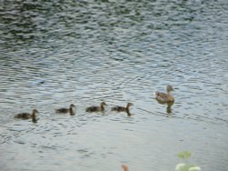 Four little ducklings and their mother Wallpaper