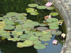 Water-lilly at Castle Howard gardens Wallpaper