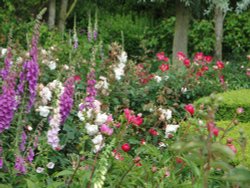 Foxgloves and peonies at Castle Howard gardens Wallpaper