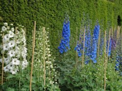 Larkspurs at Castle Howard gardens Wallpaper