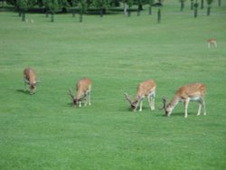 Fallow deer at Burghley Wallpaper