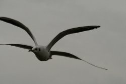 Black Headed Gull? Wallpaper