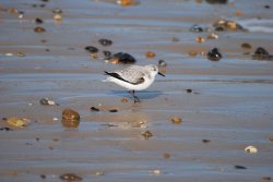 Sanderling Wallpaper