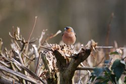 Chaffinch Wallpaper