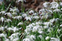 Snowdrops Wallpaper