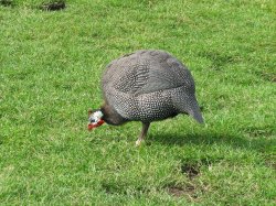 Guineafowl Wallpaper