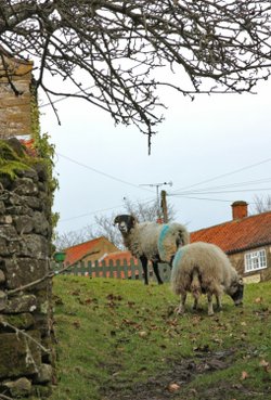 Hutton Le Hole 1