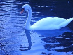 A Swan on the moat Wallpaper