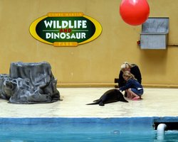 Little girl and Seal. Wallpaper