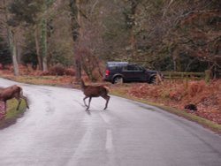 Red Deer crossing Wallpaper