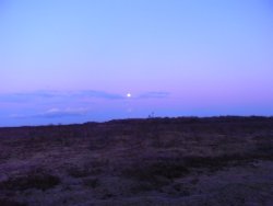 Moon over the forest Wallpaper