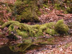 A mossy log Wallpaper