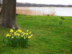 At Filby Broad Wallpaper