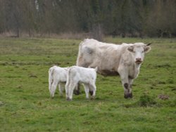 Cow and twin calves Wallpaper