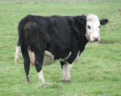 Bovine on the marshes Wallpaper