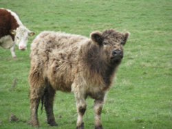 Bovine on the marshes Wallpaper