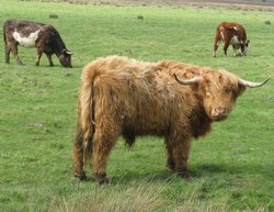 Bovine on the marshes Wallpaper