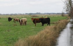 Bovine on the marshes Wallpaper