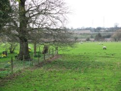 Sheep and Lambs near the Church Wallpaper