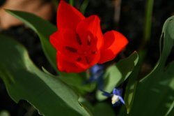 Green Park, Tulip Wallpaper