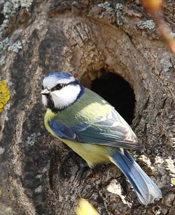 Blue Tit