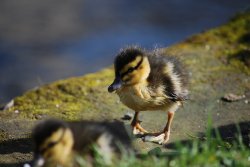 Colourful chick Wallpaper