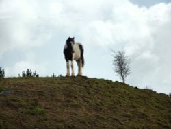 One of the Horses at the Romany Camp Wallpaper