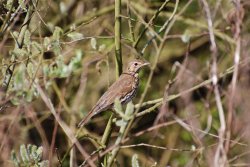 Song Thrush