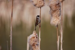 Reed Bunting Wallpaper