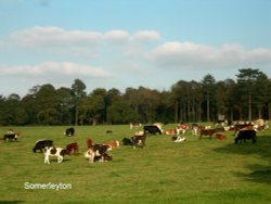 Bovine at Somerleyton Wallpaper