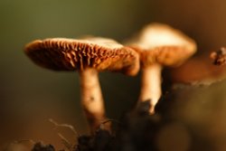 Fungus growing at Beverley Westwood Wallpaper