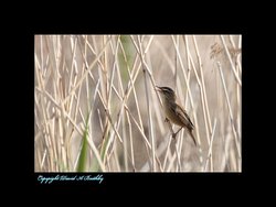 Reed Warbler seen in the reeds near the Humber Bridge Wallpaper