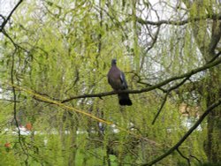 Pigeon on the tree top, in the park Wallpaper