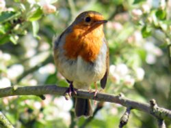 Eastcote village, Robin Wallpaper