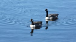 Canada geese Wallpaper