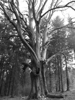 Ghostly tree