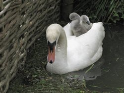 Mother and children