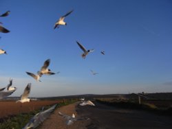 Gulls at Keyhaven Wallpaper