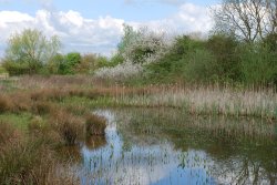 Cossington Meadows Wallpaper