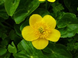 Marsh Marigold Wallpaper