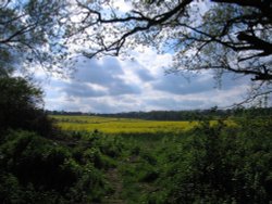 Rape fields Wallpaper