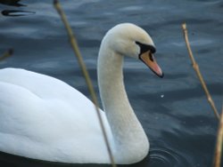 Me a Swan - go on!