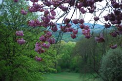 Through the blossom Wallpaper