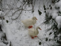 Ducks in snow. Wallpaper