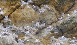 Gulls nesting below Scarborough Castle 2 Wallpaper