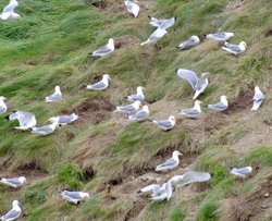 Gulls nesting below Scarborough Castle 4 Wallpaper